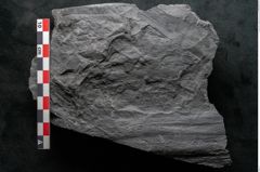 Foto (Detailansicht) von Noeggerathia palmaeformis Goeppert (NHMW-GEO-2024-0188-10738)